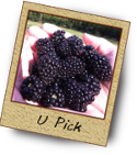 U-Pick Blackberries